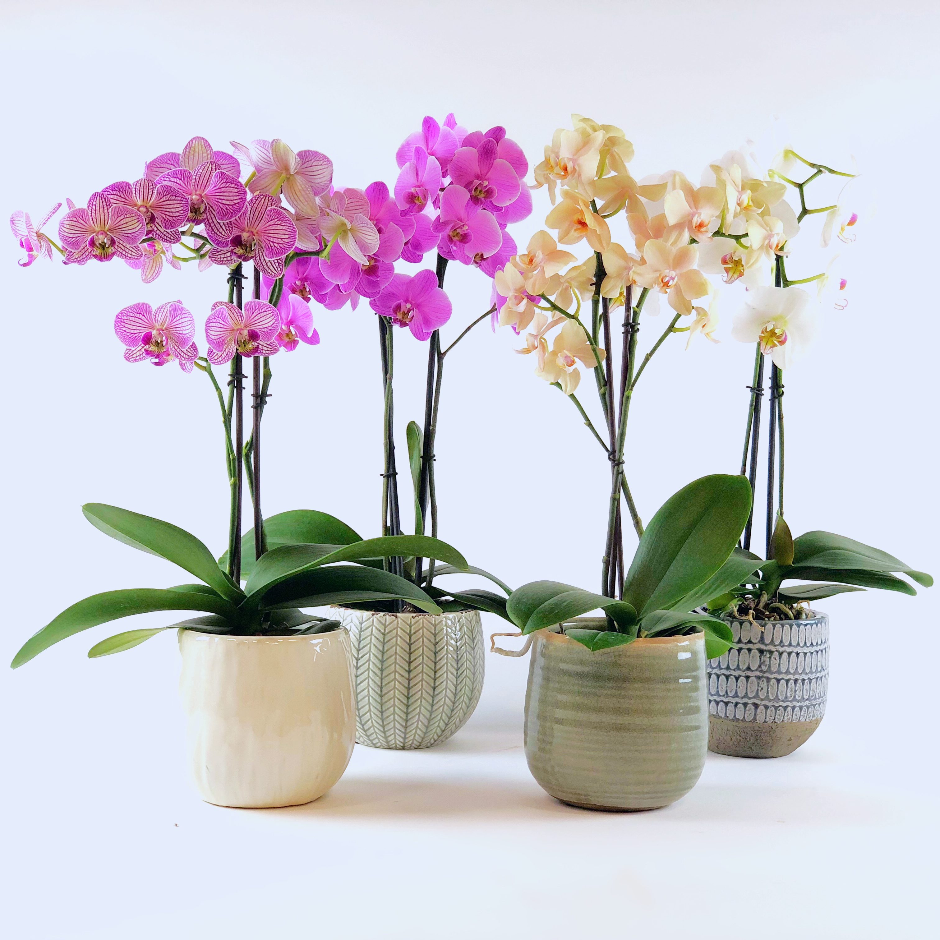 Woonplant van de maand | vlinderorchidee | TScollection | indoorplant | potten | Decoratie