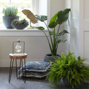 Welke planten in de vensterbank? | TS Collection | inspiratie blog | Indoor Garden | Urban Jungle | Bijzondere bloempotten | Interieur tips | Woontips | Interieur styling | Planten binnen |