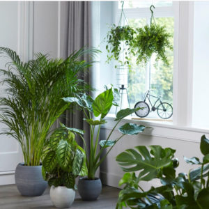 Welke planten in de vensterbank? | TS Collection | inspiratie blog | Indoor Garden | Urban Jungle | Bijzondere bloempotten | Interieur tips | Woontips | Interieur styling | Planten binnen |
