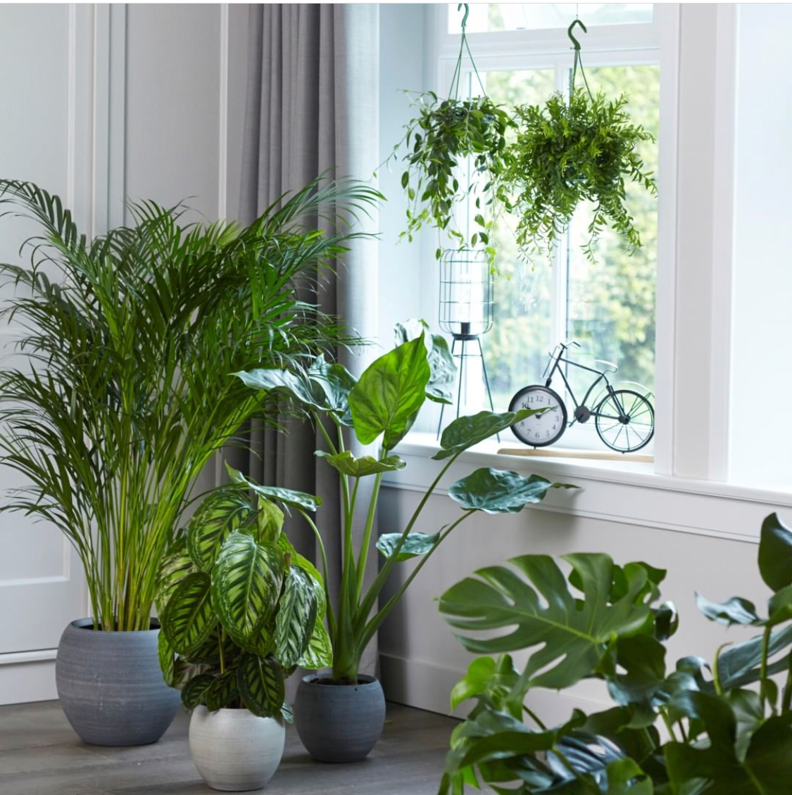 poll hoogte naar voren gebracht IMG_8203 Welke planten in de vensterbank? | TS Collection | inspiratie blog | Indoor Garden | Urban Jungle | Bijzondere bloempotten | Interieur tips | Woontips | Interieur styling | Planten binnen | - TS merk poll hoogte naar voren gebracht IMG_8203 Welke planten in de vensterbank? | TS Collection | inspiratie blog | Indoor Garden | Urban Jungle | Bijzondere bloempotten | Interieur tips | Woontips | Interieur styling | Planten binnen | - TS merk