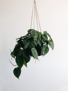Hangplanten | Macrame | Planten ophangen | Hangpot | Hangplant | Planten trends | Maak je eigen macrame | Macrame tips | Macrame touw | Macrame maken