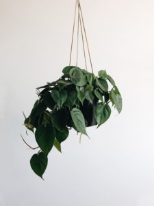 Hangplanten | Macrame | Planten ophangen | Hangpot | Hangplant | Planten trends | Maak je eigen macrame | Macrame tips | Macrame touw | Macrame maken