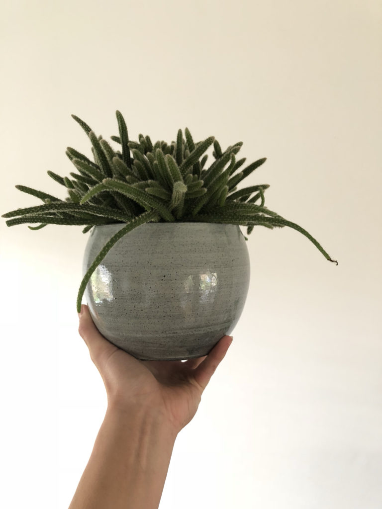 woonplant van de maand november | Rhipsalis | TS Collection | Plant blog | Indoor jungle | Indoor plants | Woonkamerplant | Succulenten | Vetplanten | Plant verzorging | Plant trends | inspiratie